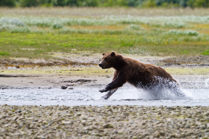 Grizzly Bear Chasing Salmon